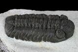 Adrisiops Weugi Trilobite - Recently Described Phacopid #137470-5